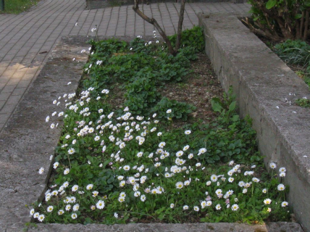 Viola reichenbachiana?  No...Viola alba (f. di introgressione)