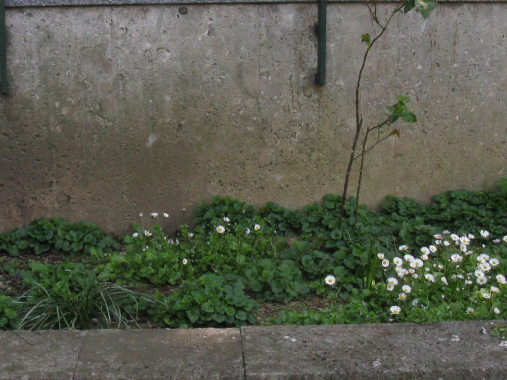 Viola reichenbachiana?  No...Viola alba (f. di introgressione)