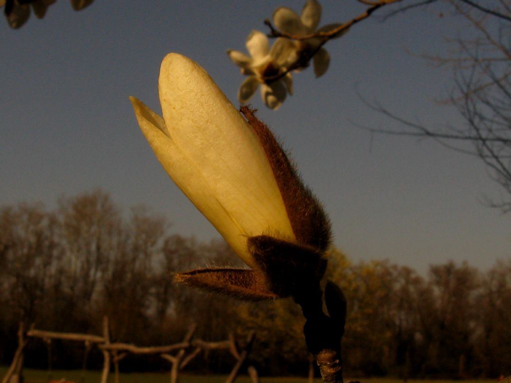 Magnolia kobus?  No, probabile  ibrido di Magnolia denudata