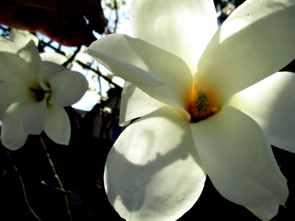 Magnolia kobus?  No, probabile  ibrido di Magnolia denudata