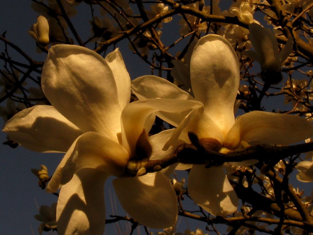 Magnolia kobus?  No, probabile  ibrido di Magnolia denudata