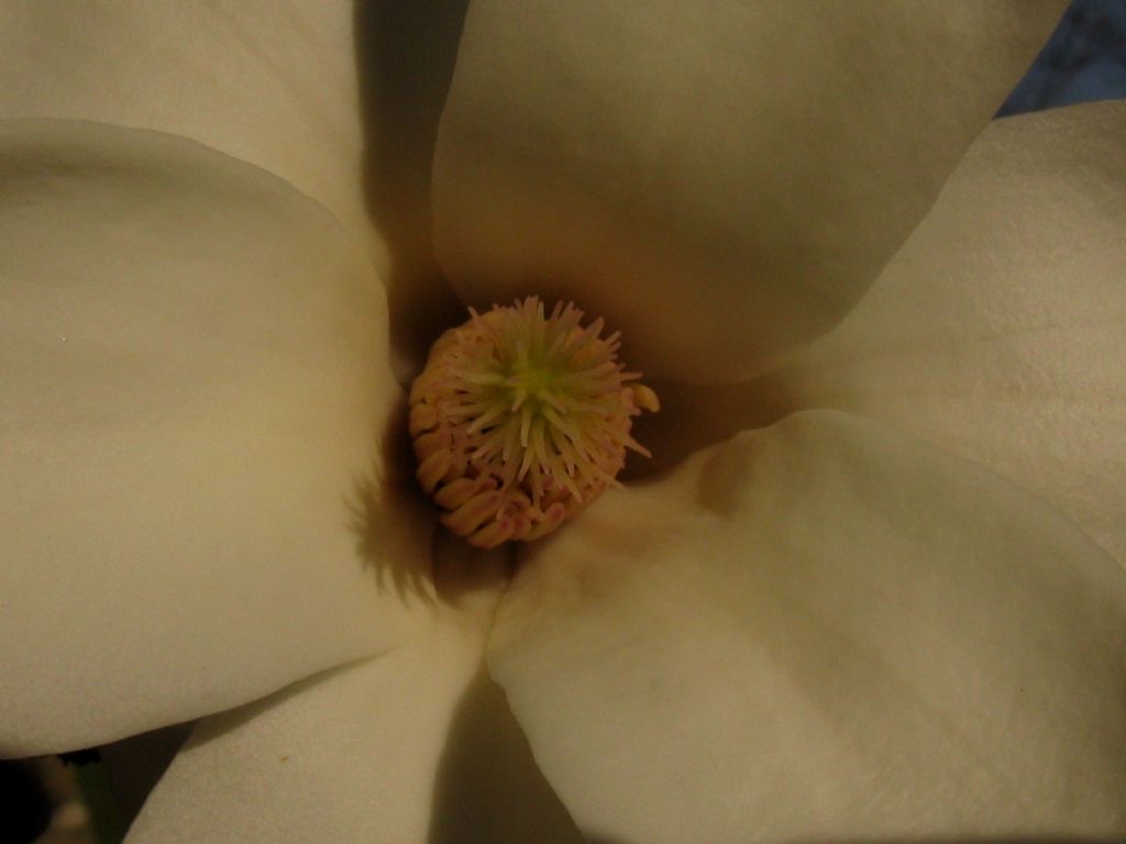 Magnolia kobus?  No, probabile  ibrido di Magnolia denudata
