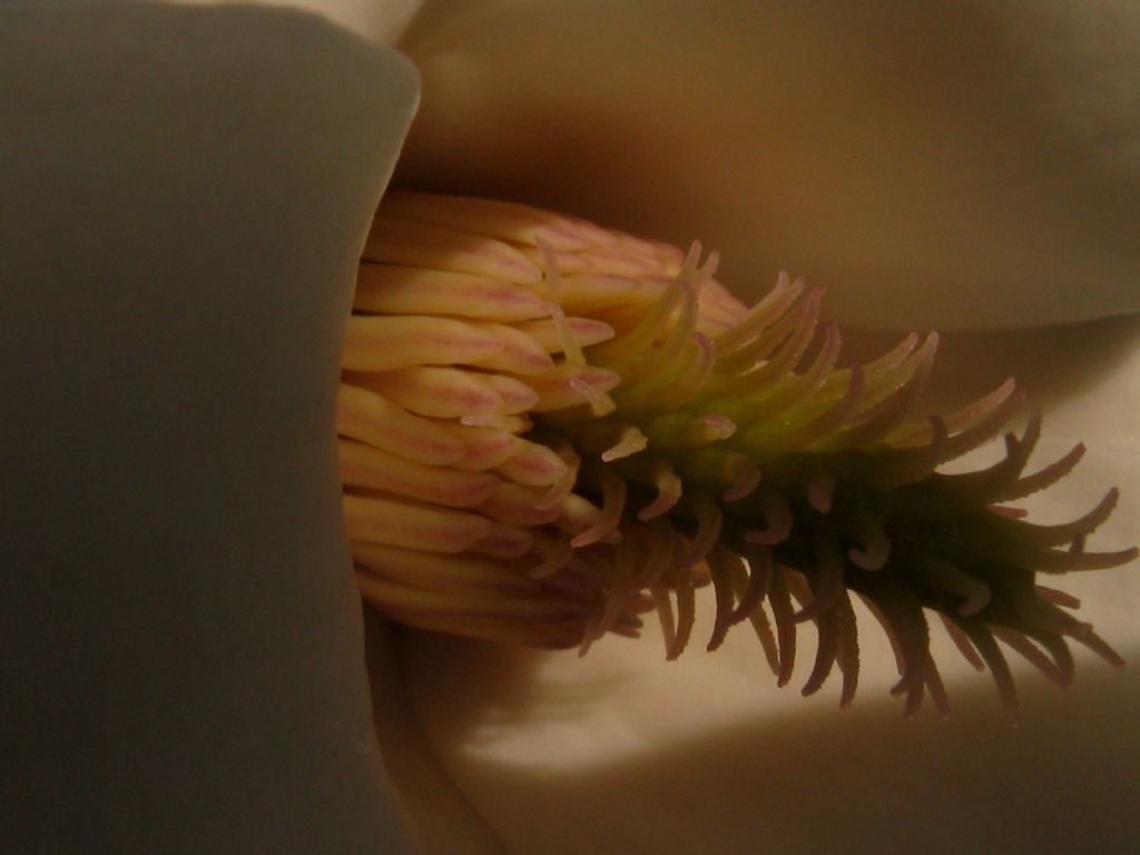 Magnolia kobus?  No, probabile  ibrido di Magnolia denudata