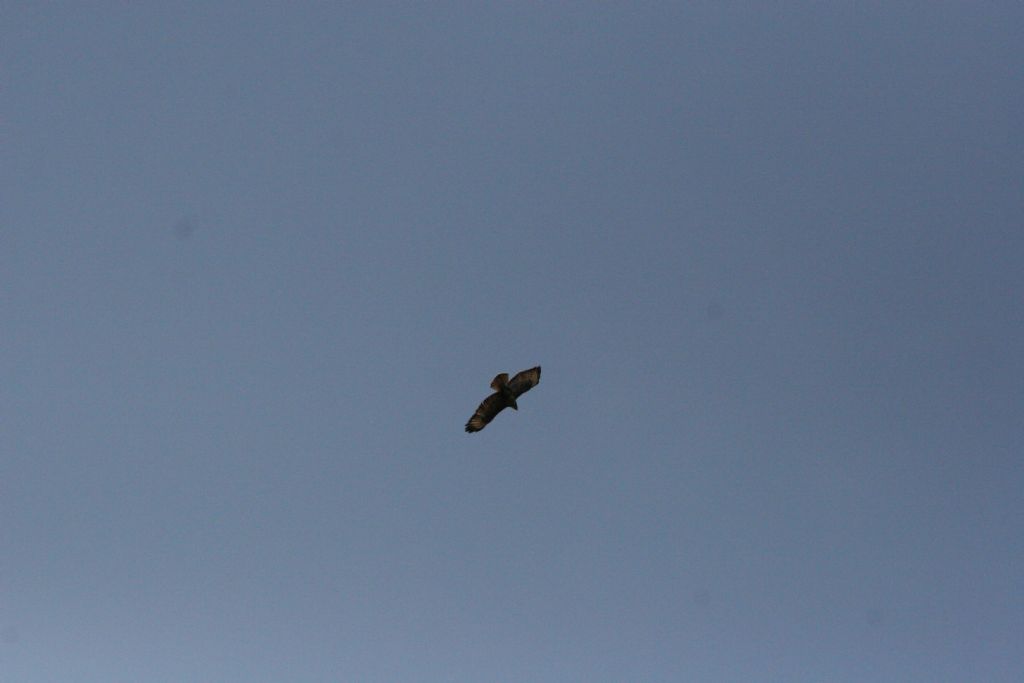 Rapace identificabile? S, Poiana