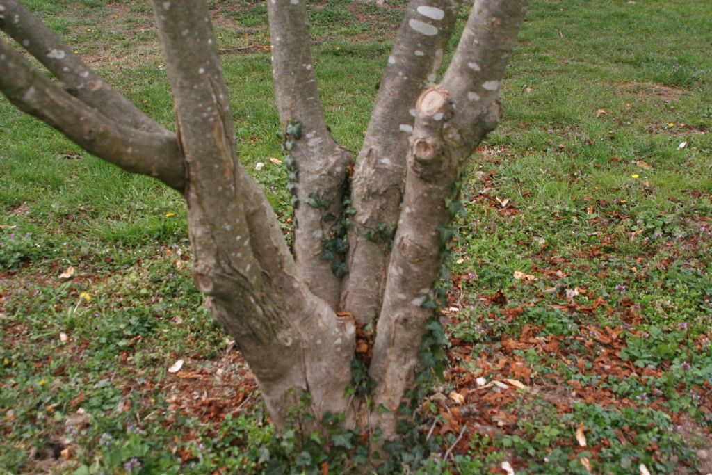 Magnolia kobus?  No, probabile  ibrido di Magnolia denudata