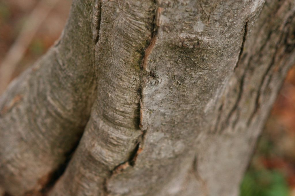 Magnolia kobus?  No, probabile  ibrido di Magnolia denudata
