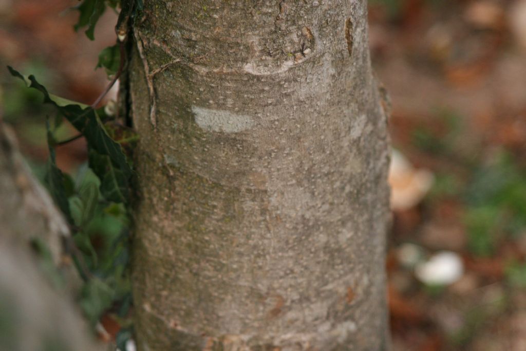 Magnolia kobus?  No, probabile  ibrido di Magnolia denudata