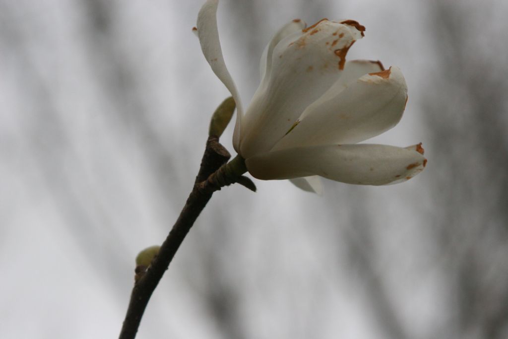 Magnolia kobus?  No, probabile  ibrido di Magnolia denudata