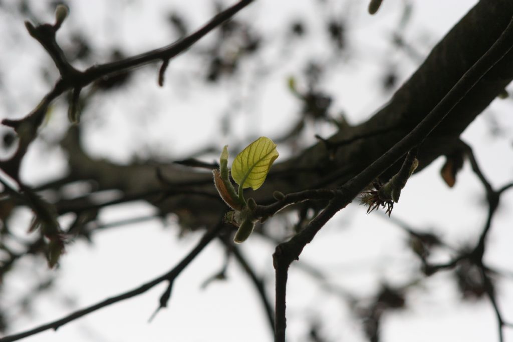Magnolia kobus?  No, probabile  ibrido di Magnolia denudata