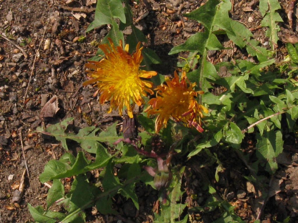 Tarassaco arancione ?...Taraxacum sp.