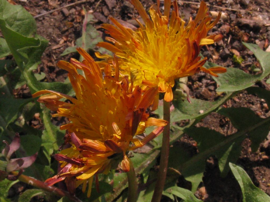 Tarassaco arancione ?...Taraxacum sp.