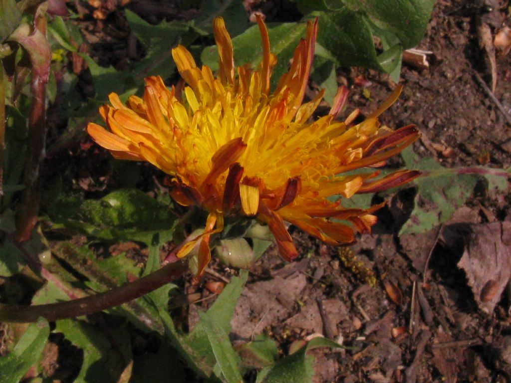 Tarassaco arancione ?...Taraxacum sp.