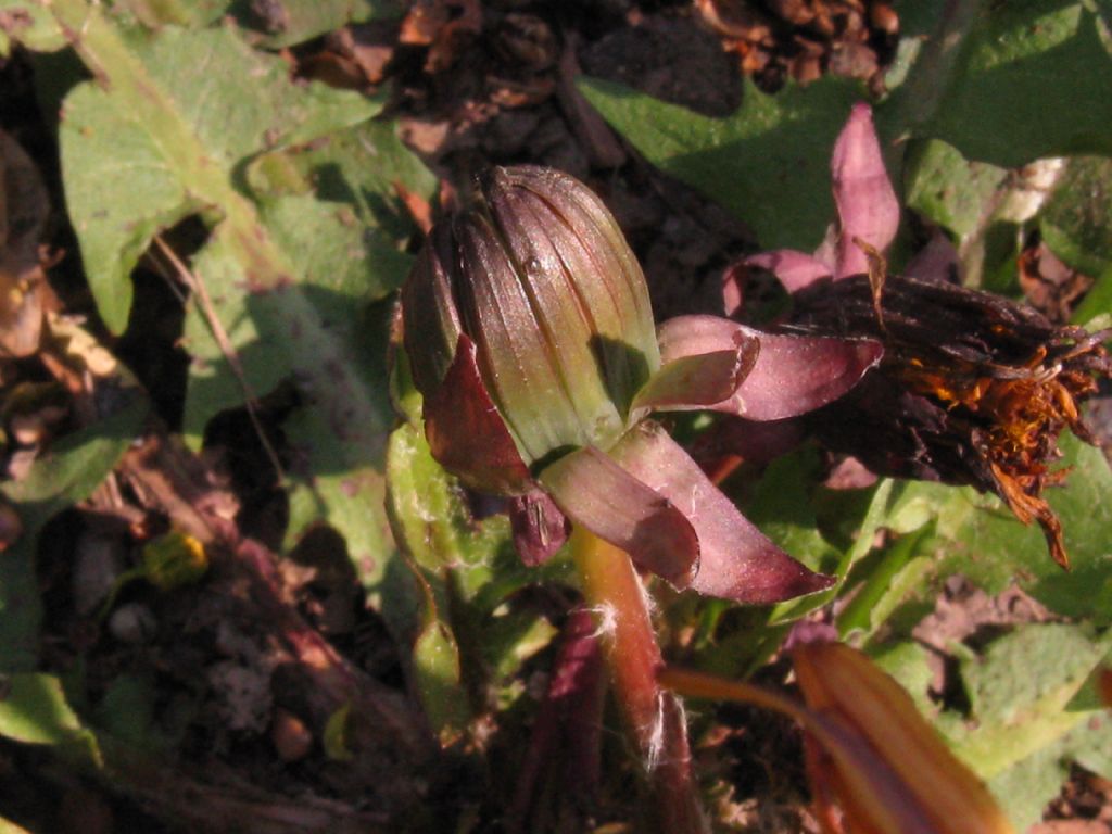 Tarassaco arancione ?...Taraxacum sp.