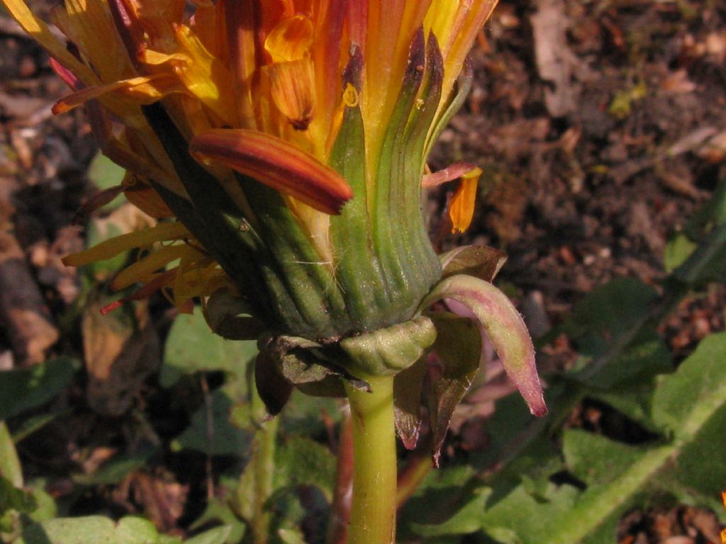 Tarassaco arancione ?...Taraxacum sp.