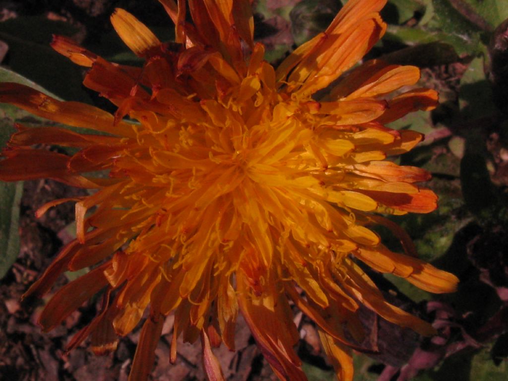 Tarassaco arancione ?...Taraxacum sp.
