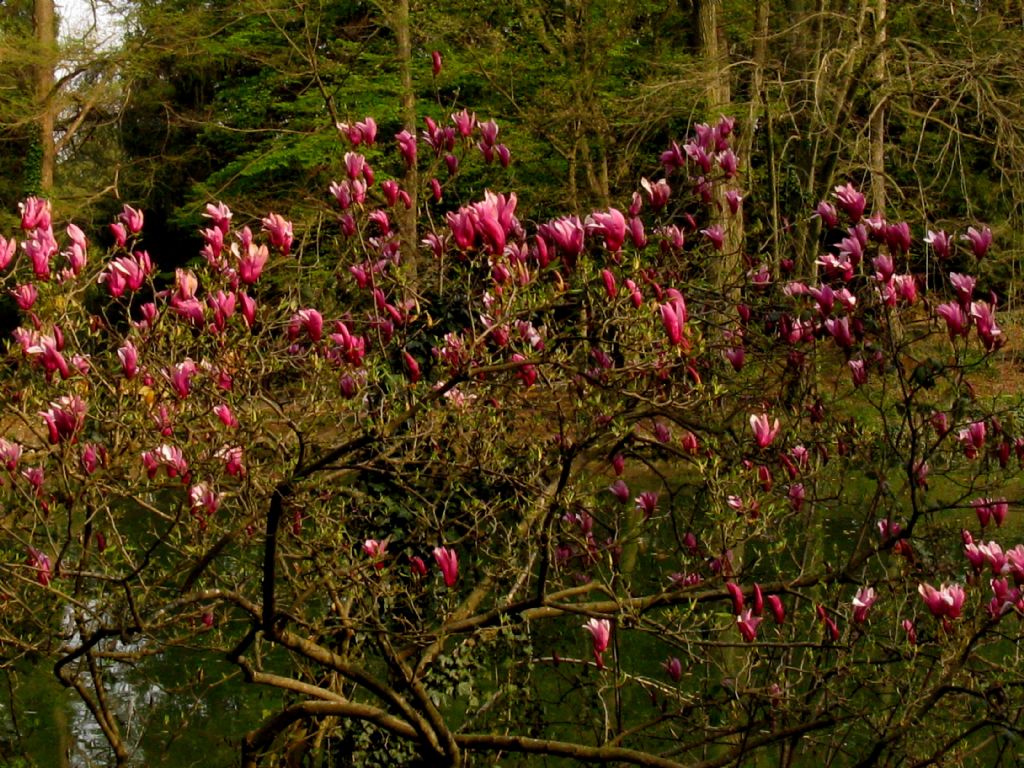 Magnolia x liliflora 
