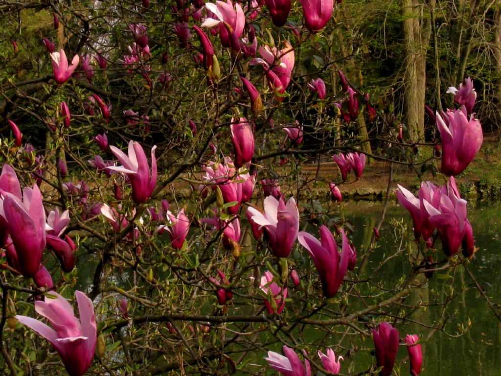 Magnolia x liliflora 