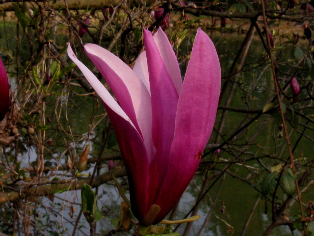 Magnolia x liliflora 