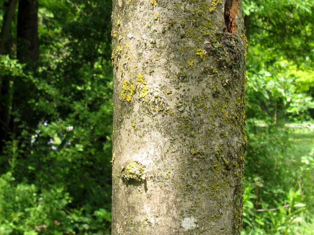 Fraxinus excelsior?  S