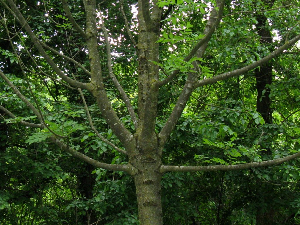 Fraxinus excelsior?  S