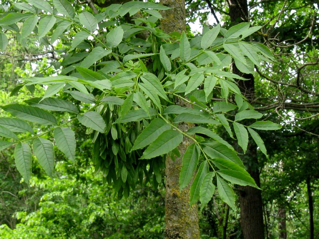 Fraxinus excelsior?  S