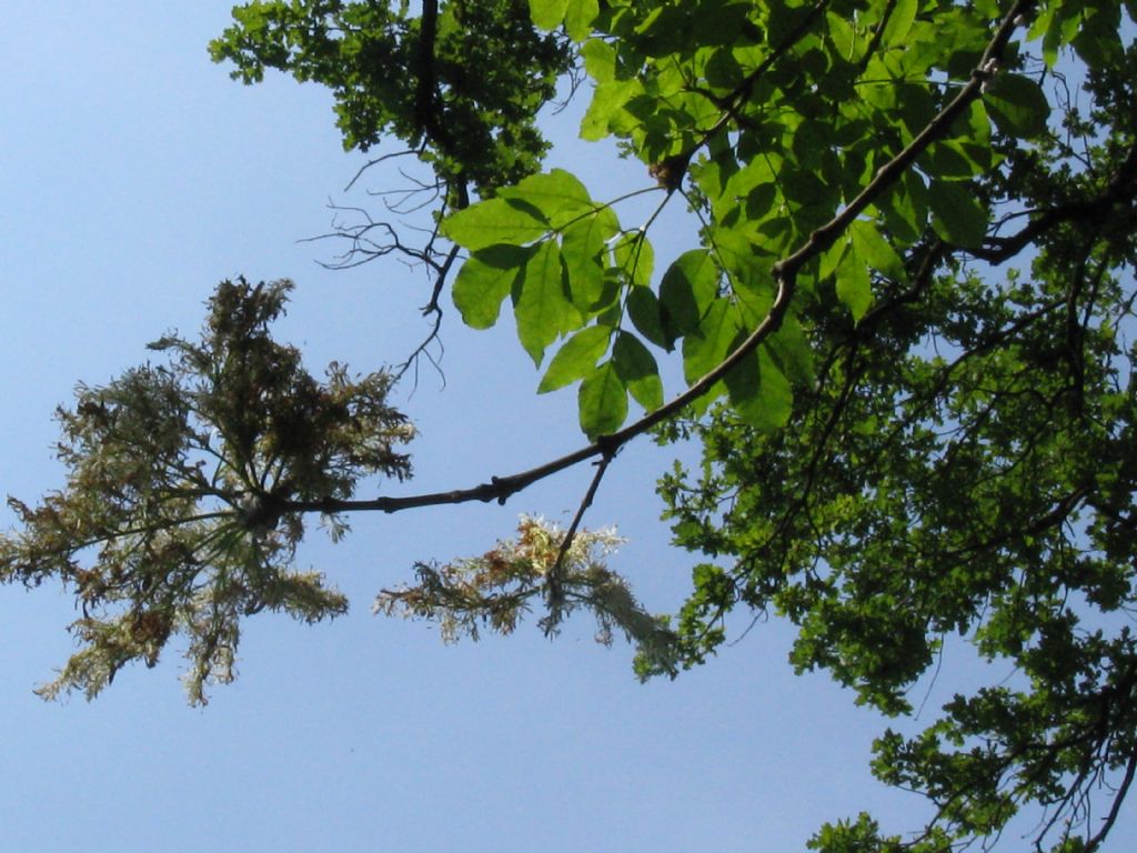 Chionanthus virginicus?  No, Chionanthus retusus