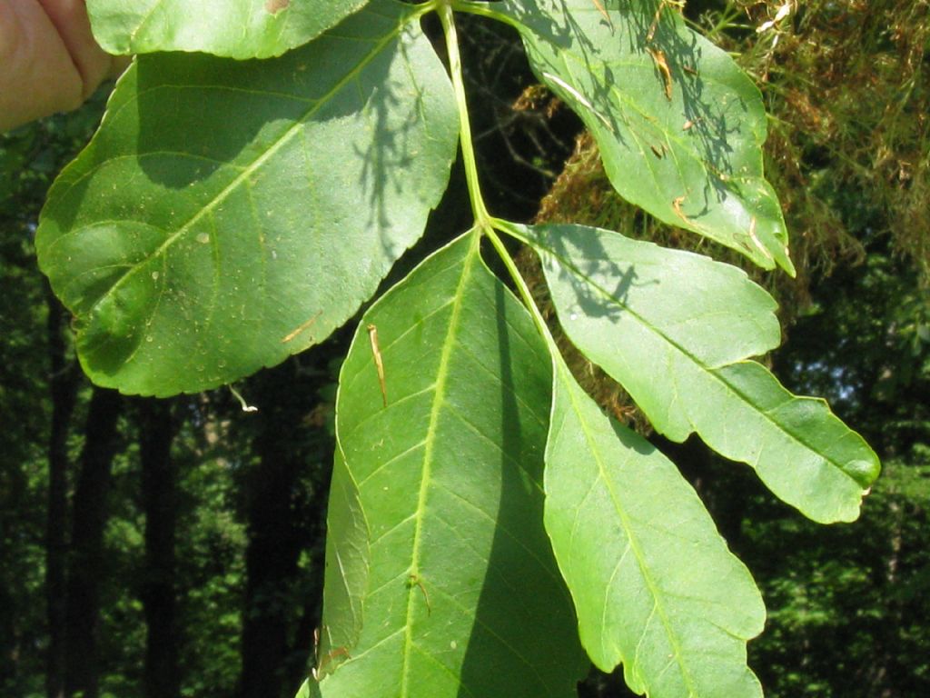 Chionanthus virginicus?  No, Chionanthus retusus