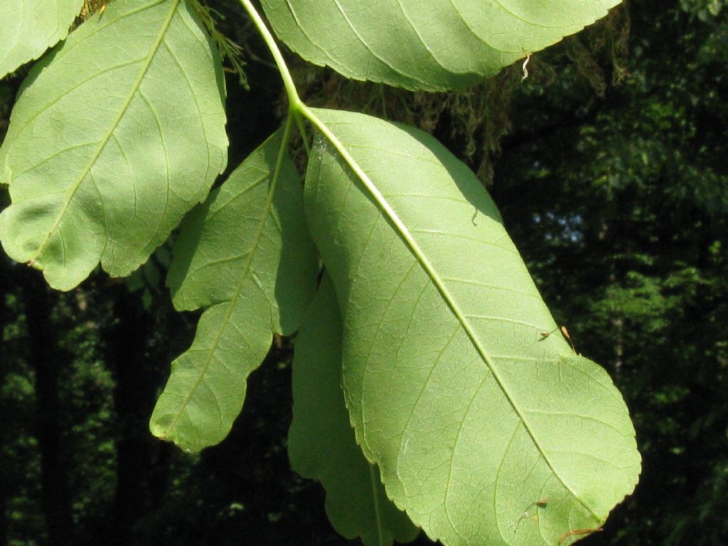 Chionanthus virginicus?  No, Chionanthus retusus