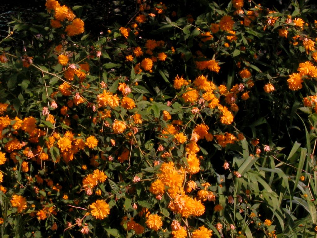 Kerria japonica pleniflora?