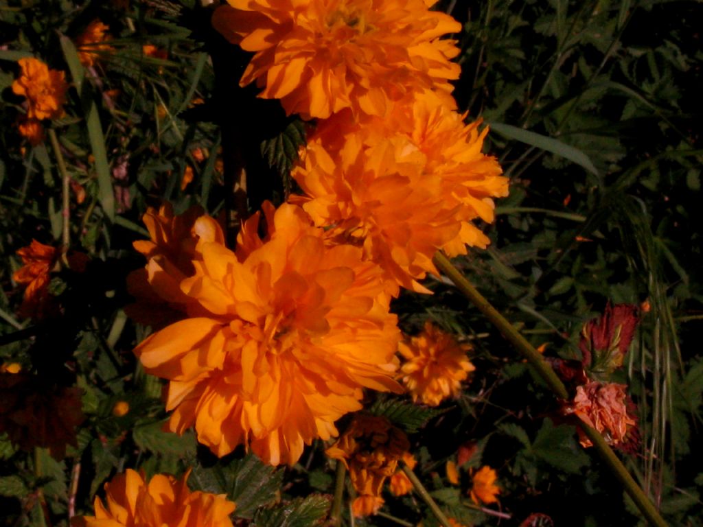 Kerria japonica pleniflora?