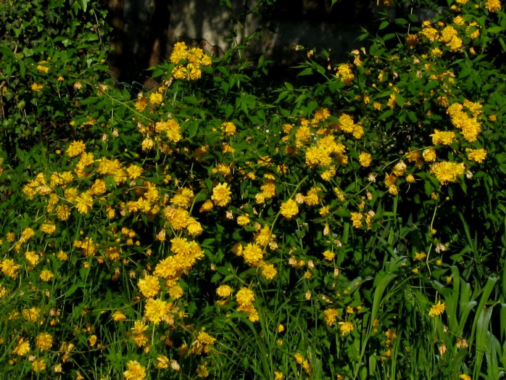 Kerria japonica pleniflora?