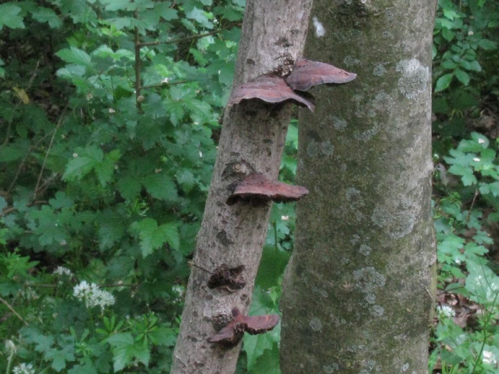 Fungo da identificare (Daedaleopsis tricolor?