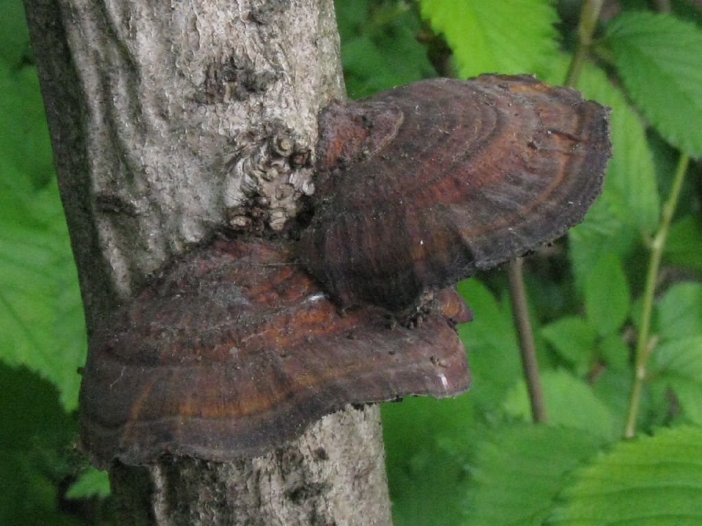 Fungo da identificare (Daedaleopsis tricolor?