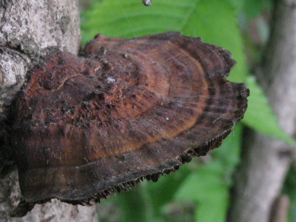 Fungo da identificare (Daedaleopsis tricolor?