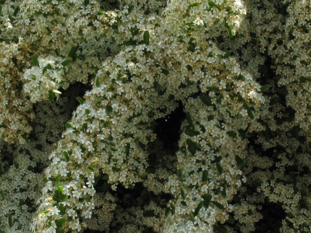 Spiraea thunbergii?... cv di Spiraea nipponica