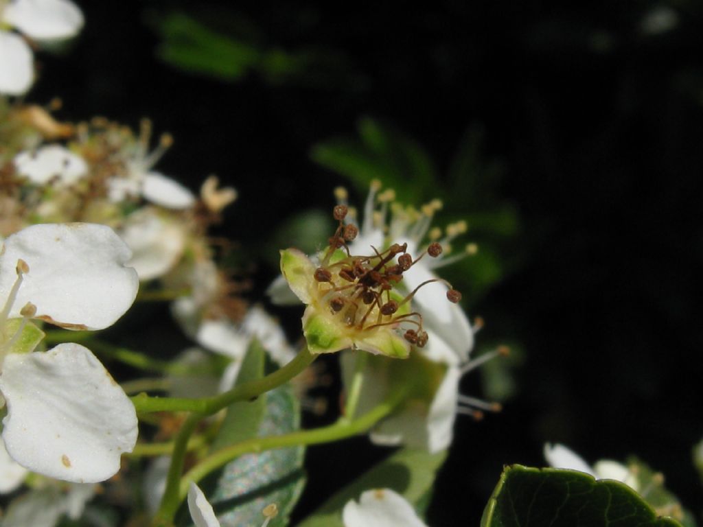 Spiraea thunbergii?... cv di Spiraea nipponica