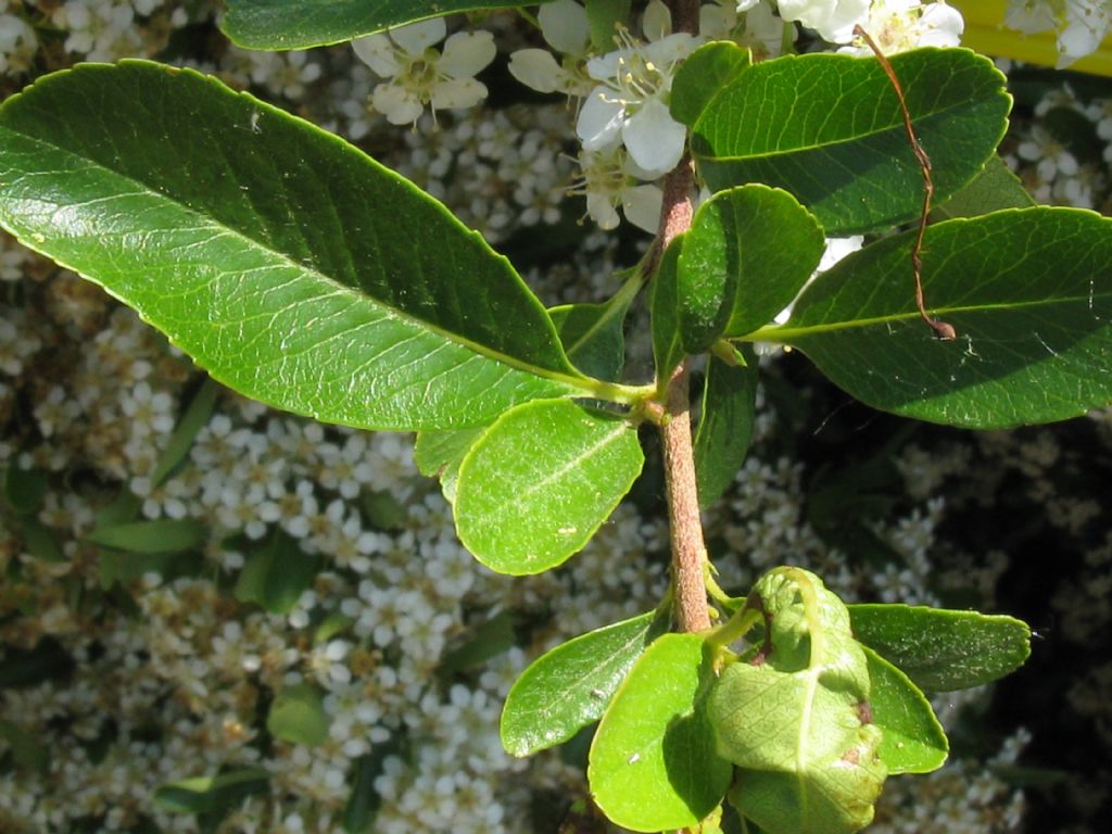 Spiraea thunbergii?... cv di Spiraea nipponica