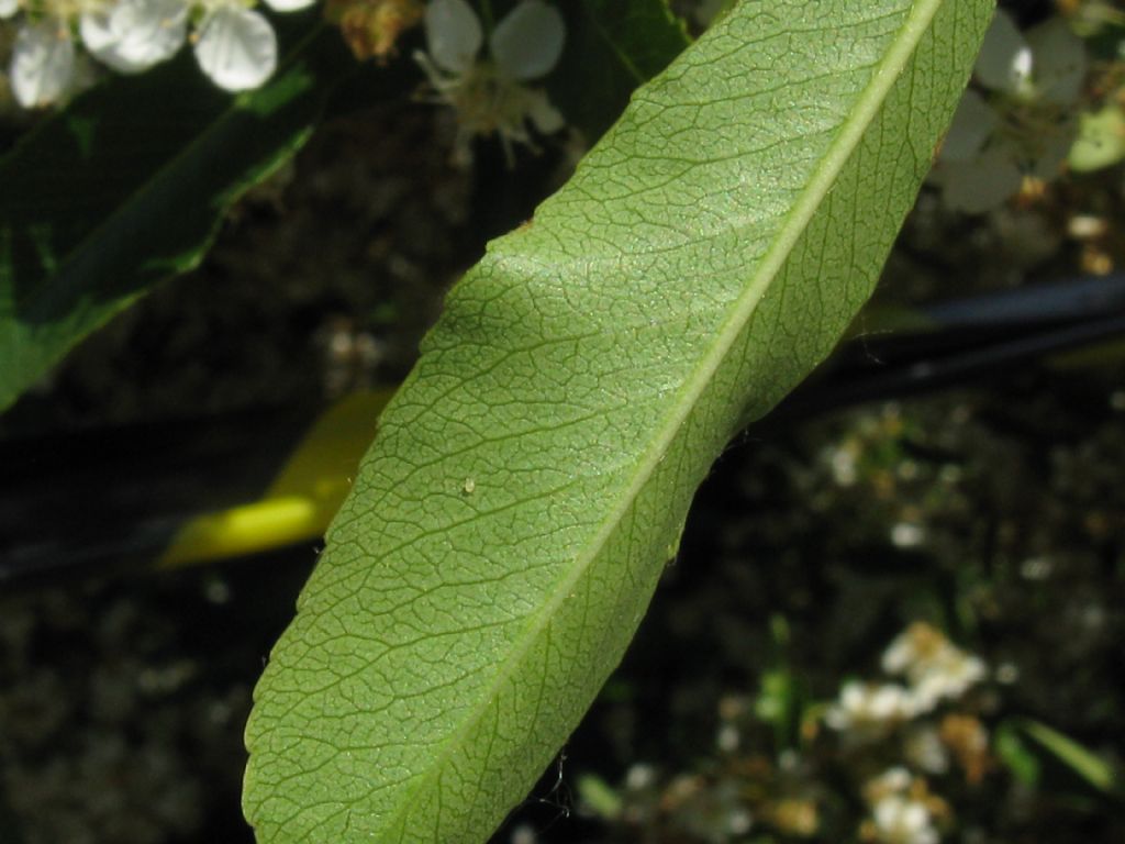 Spiraea thunbergii?... cv di Spiraea nipponica