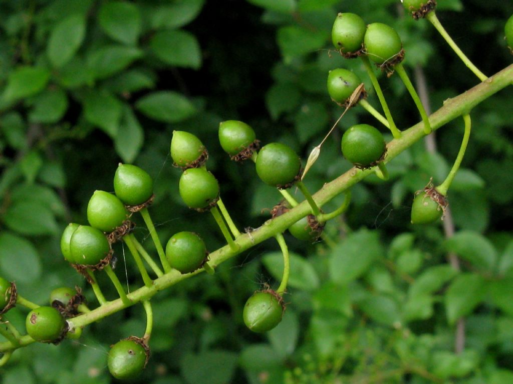 Frutti di Prunus padus?