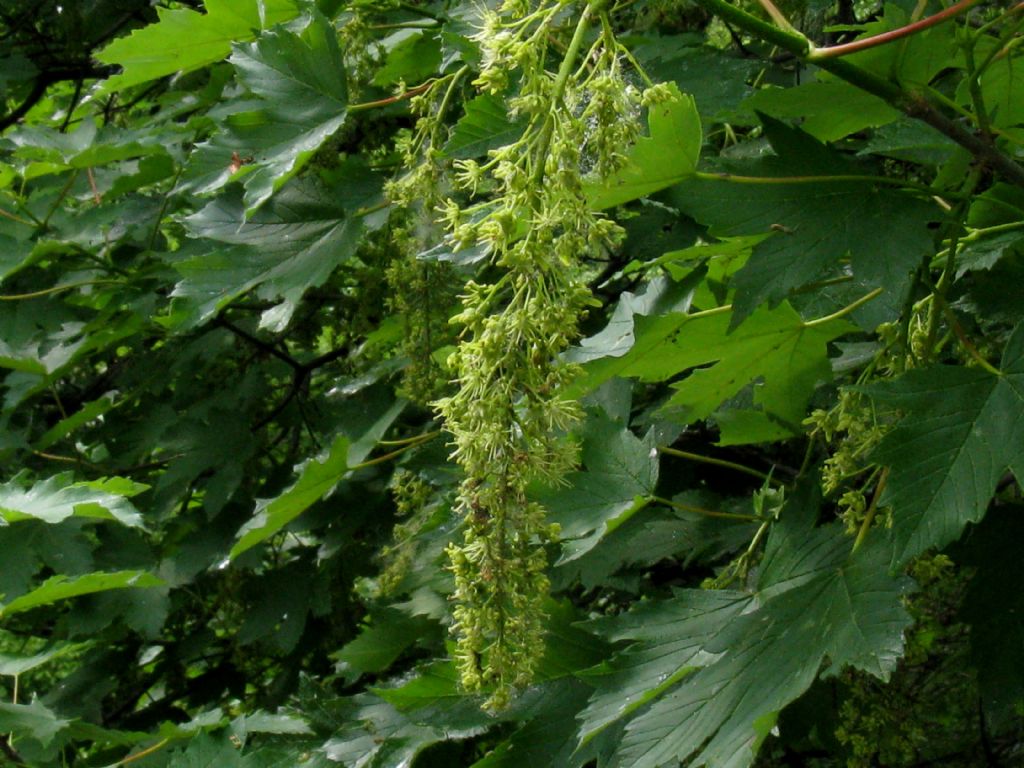 Acer pseudoplatanus/Acero di Monte? Sì