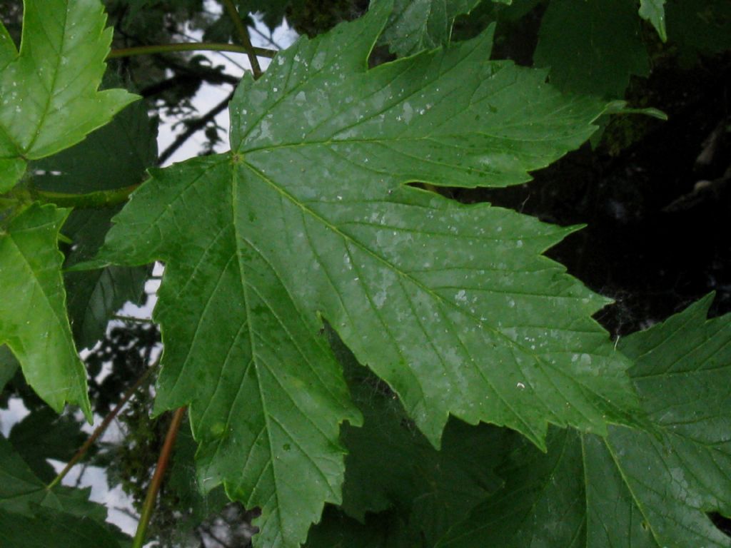 Acer pseudoplatanus/Acero di Monte? Sì