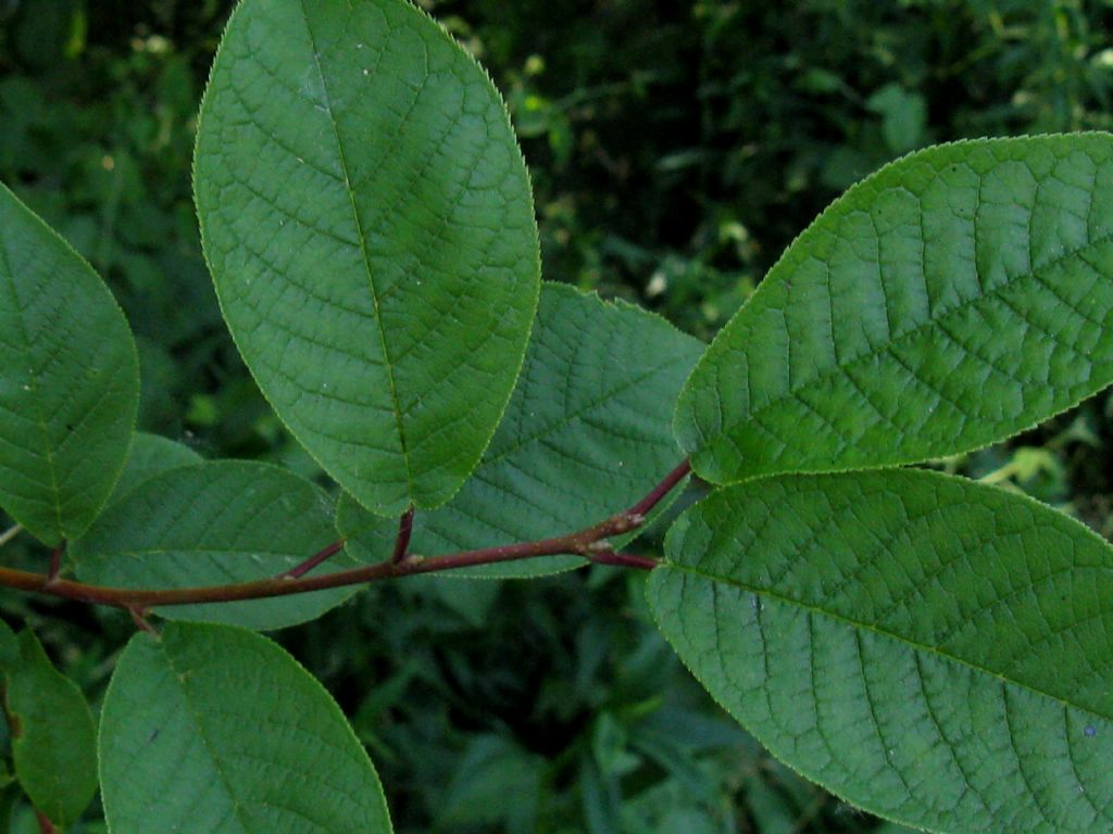 Frutti di Prunus padus?