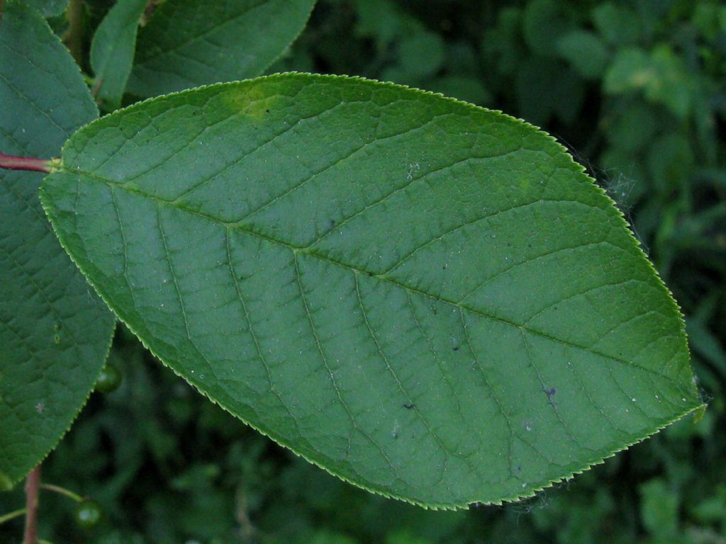 Frutti di Prunus padus?