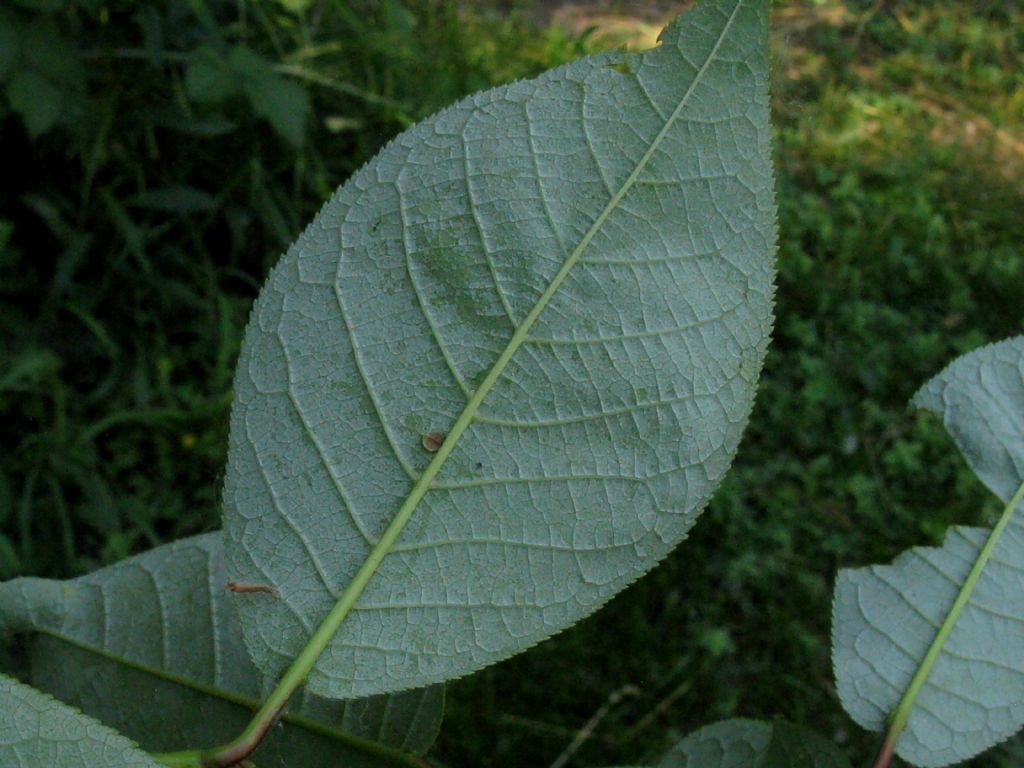 Frutti di Prunus padus?