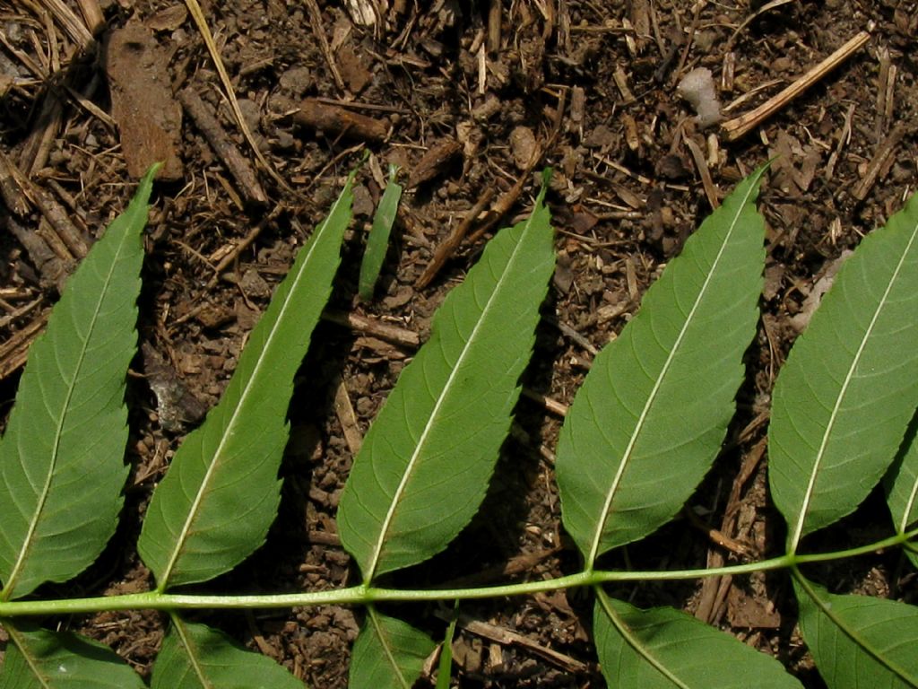 Fraxinus excelsior?  S