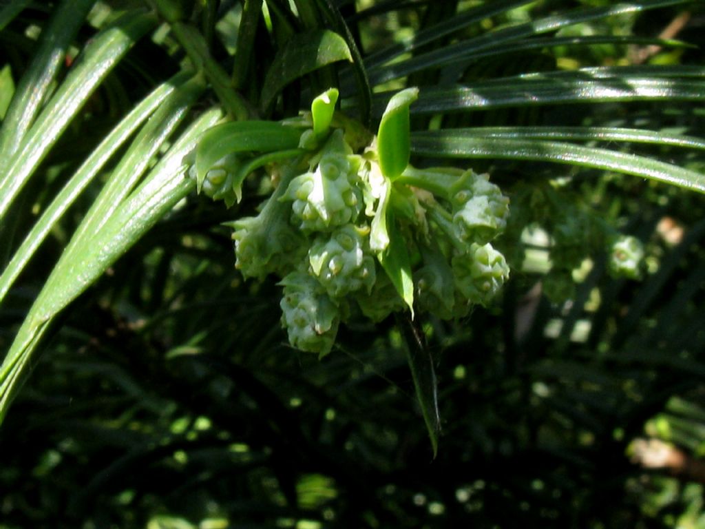 Tasso?  No, Cephalotaxus harringtonia