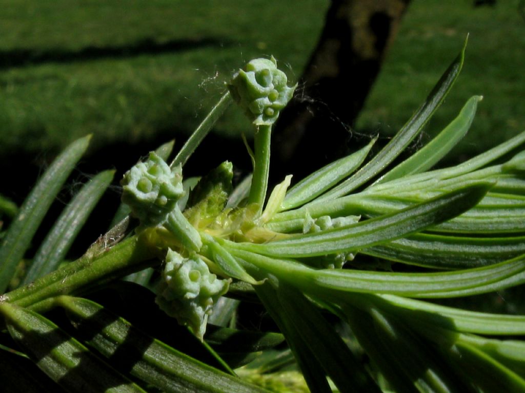 Tasso?  No, Cephalotaxus harringtonia