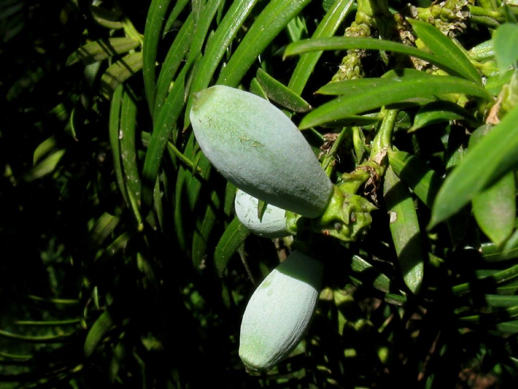 Tasso?  No, Cephalotaxus harringtonia