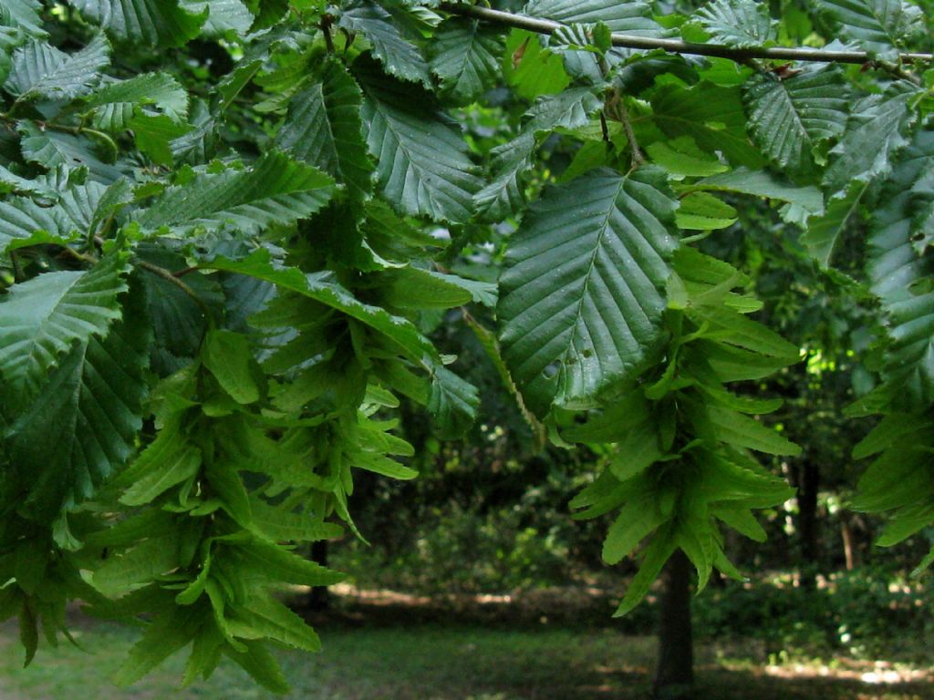 Carpino bianco? S, Carpinus betulus