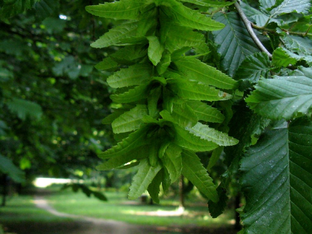 Carpino bianco? S, Carpinus betulus